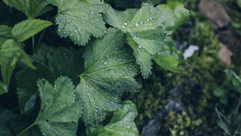 Grüne Blätter mit Wassertropfen in der Natur, die Frische und Feuchtigkeit zeigen